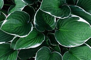 Beautiful Hosta leaves background, dark green leaf close up texture, abstract foliage nature pattern, top view scenery, green monochrome gradient, lush variegated green leaves with white edge photo