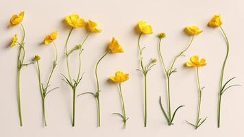 Minimal floral pattern, top view Yellow flowers Buttercup with green leaf on neutral beige background, spring summer concept, creative flat lay beauty nature, set wild blooms, florals design photo