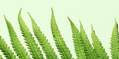 Close-Up of green Fern Leaves, autumn textured background, natural beauty pattern, minimal nature botanical wide banner, macro trend scenic green leaf at sunlight and shadow, copyspace, top view photo