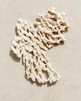 Piece of coral as minimal top view background. Stylish layout of found coral on ocean shore. Summer relahation concept, beach vibes. Above nature backdrop with copy space, neutral white beige photo