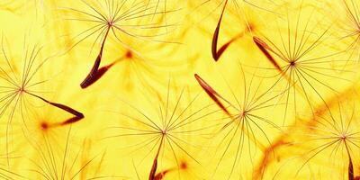 Nature abstract from seeds of blowball flower, natural organic texture as natural background. Macro texture banner, yellow red bright color aesthetic photo with seeds umbrella shape, botanical design