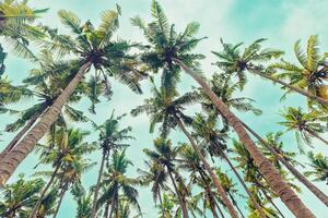 Lush Green leaf of Palm trees view from below under blue clouds sky, travel and relahation concept, abstract nature background, Coconut trees at tropical coast, summer mood, wide angle view photo