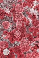 Lichens and mosses in various shapes, form and textures on surface of rocks as natural environment pattern or textured background, top view colorful nature pattern, biological aesthetic photo