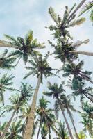 Lush Green leaves of Palm trees view from below under blue clouds sky, travel and relahation concept, abstract nature background, Coconut trees at tropical coast, summer vibes, wide angle view photo