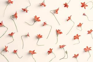Botanical flowery pattern with red bellflowers on pink peach color background, floral design, minimal aesthetic flat lay photo. Beautiful nature still life with wildflowers, summer blooming concept photo