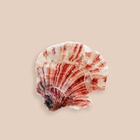 Minimal style close up scallop red white colored on beige pink background. Natural small seashell summer nautical life style, beauty nature, organic shape and macro texture details, monochrome card photo