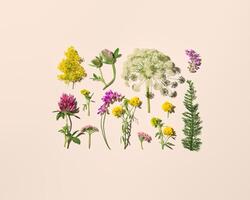 Natural summer floral minimal trend pattern from wild field flowers, beautiful blooms at sunlight on pastel beige background. Summer aesthetic botanical still life, nature top view, flat lay photo