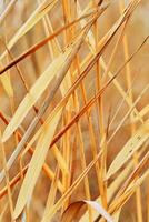 Natural autumn pattern from dry reeds grass, plants grow on lake against blur bokeh sunlight. Beautiful geometric texture backgrounds, aesthetic nature scenery, vivid golden beige color gradient photo