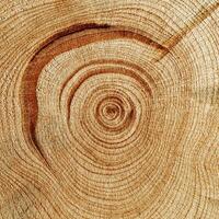 Slice of wood timber with juniper tree rings as natural geometric pattern, abstract nature background. Natural wooden organic textures and shapes, monochrome brown beige gradient color, earthy color photo