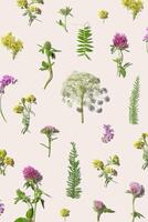 Minimal flat lay Botanical pattern with wild field blooming flowers, Natural summer floral minimal creative layout from meadow blooms with shadow on pastel beige background, top view nature flat aly photo