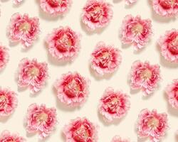 Peony tulips flower spring holiday flowery aesthetic repeat pattern, minimal botanical flat lay, floral top view photo with gradient pink red blooming flower on beige colored nature design