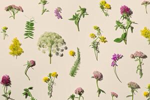 Natural summer floral minimal trend pattern from field flowers, beautiful blooms at sunlight on pastel beige background. Summer aesthetic botanical still life, nature design, top view photo