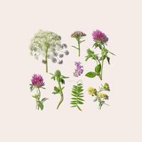 Botanical aesthetic pattern with wild meadow blooms, Natural summer floral minimal creative layout from field blossoming flowers with hard shadow on pastel beige background, top view, flat lay photo