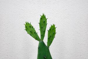 Green cactus on white wall background. Evergreen natural tropical plant closeup, minimal style, creative summer background with copyspace. Front view cute cacti nature design, succulent plant photo