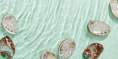 Banner of Abalone seashells floating on clear turquoise water with sun glare and waves. Shells of natural iridescent and rough textures. Minimal style photo sea and ocean life background, frame