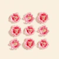 Peony tulips flower spring holiday flowery pastel color square pattern, minimal flowery flat lay, floral still life with pink blooming flowers on beige colored, nature decor card, postcard photo