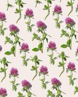 Natural summer floral minimal trend pattern from field clover, blossoming flowers trifolium pratense at sunlight on pastel beige background Summer aesthetic still life, beautiful blooms photo