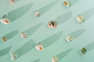 Top view summer pattern with shells at sunlight, seashell, conch on mint green fon, stylish still life summer sea theme, abstract nature flat lay, minimal style trend geometric pattern, gradient photo