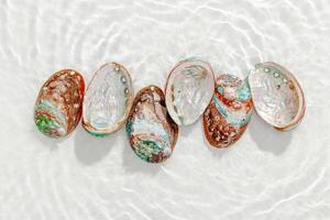 Colorful shells floating on waves transparent sea water with sun flare. Natural textured Seashells of natural bright and shimmering at sunlight, Minimal aesthetic still life photo, summer vibes photo