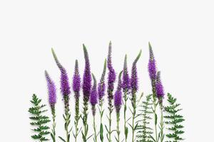 Top view pattern of natural wild flower on white, blossoming florals background, closeup detail, minimal composition. Delicate meadow flowers, spring summer flowery concept, botanical aesthetics photo