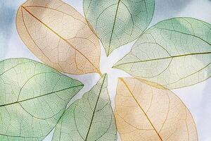 Green orange autumn skeletonized leaf on blurred gray background with sunlight and shadow. Beauty nature concept. Aesthetic composition of autumn leaves, closeup creative photo, fall sunny day photo