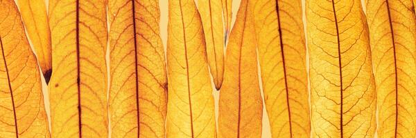 Long thin yellow orange autumn willow leaves lie in row as natural textured background, natural texture pattern or ornament from foliage, Fall season botanical wide banner, beauty of nature photo