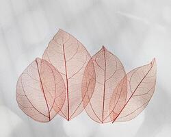 Beautiful red leaves, vein leaf textured foliage, organic design background with natural light casts shadows above gray color surface. Minimal Trend botanical landscape, nature aesthetic photo
