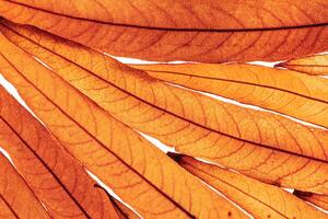 Long thin yellow orange autumn willow leaves as natural textured background, natural texture pattern or ornament from foliage, Fall season botanical fon, beauty of nature, top view, diagonally photo