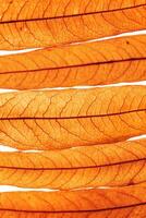 Long thin yellow orange autumn willow leaves as natural textured background, organic design, Fall season botanical scenery, macro trend nature aesthetic, top view, minimal composition photo
