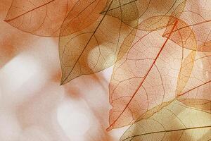 Beautiful red orange autumn leaves background, vein leaf textured foliage, organic design, natural light casts shadows. Fall season botanical landscape, macro trend nature aesthetic, copy space photo