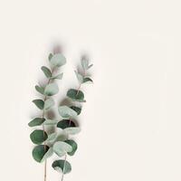 Green eucalyptus branches on beige background. Minimal aesthetic flat lay, spa wellness concept, top view green leaves of fresh plant eucalyptus, copy space, botanical nature fon photo