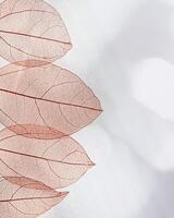 Red autumn skeletonized leaf on blurred gray background with sunlight and shadows. Beauty nature concept. Autumnal transparent leaves of trees closeup creative photo, fall season sunny day photo