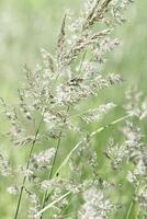 Delicate wild grasses swaying at sunlight, green meadow or field. Soft natural bokeh in background, minimal aesthetic nature landscape. Beauty of nature green monochrome photography, pastel tone photo