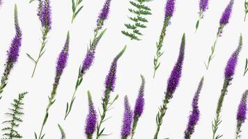 Natural blooming Purple flowers with green leaves as trend linear pattern on white background, minimal style aesthetic top view banner. Beautiful still life with wild field or forest flower photo