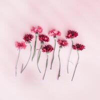 Minimal flat lay of summer magenta flowers on pink background. Flower of cornflower. Summer flowery flat lay of cornflower blossom Aesthetic monochrome top view still life, color of year 2023 photo