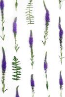 Top view pattern of natural wild flower on white, blossoming florals background, closeup detail, minimal composition. Delicate meadow flowers, spring summer flowery concept, botanic aesthetics photo