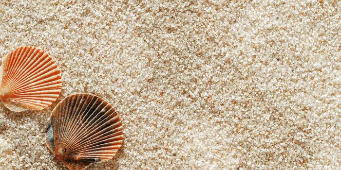 Two seashells on fine sand, minimal nature banner at soft sunlight, natural oceanic and summer textures, beach mood and sea style background, summer relaxation, harmony concept, copy space photo