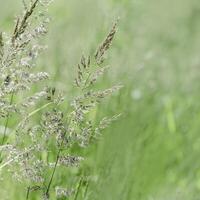Close up view of green wild grasses growing in meadow at sunlight. Natural, warm, serene atmosphere. Natural beauty landscape, Minimal natural textured pattern of summer grass, blurred background photo