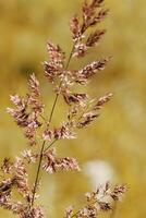 Delicate wild grass in sunlit meadow, yellow brown color autumn gradient. Natural bokeh in background, tranquility and lightness nature. Texture of grass creating minimal aesthetic, beauty in nature photo