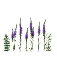 Top view pattern of natural wild flowers on white, blossoming florals background, closeup detail, minimal composition. Delicate meadow flowers, spring summer flowery concept, botanical aesthetics photo