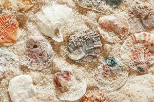 Colors Shells summer pattern on sandy beach, aesthetic nature still life, organic shapes, beauty nature background. Closeup seashells at Soft lighting, warm tones create natural, beachy mood photo
