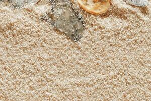 Colored Shells summer pattern on sand beach, aesthetic nature still life, organic shapes, beauty nature background. Closeup seashells at Soft lighting, warm tones create natural, beachy mood photo