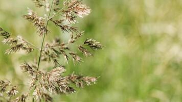 Wild grasses swaying at sunlight, green beige meadow or field, texture of summer grass. Soft natural bokeh in background, minimal aesthetic nature banner. Beauty of nature, earthy color scene photo