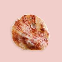 Minimal aesthetic top view Shell of mollusk red color on pink background. Natural seashells scallop with soft shadows, marine style, organic shape and macro texture details, sea life design card photo