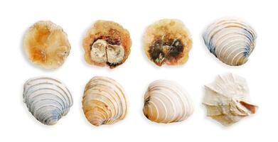Set of colorful shells, objects isolated on white background. Close up natural clams, seashells of mollusks with soft shadows, beauty nature, organic shapes and macro texture details, design element photo