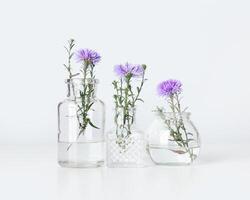 Minimalist bouquets in different glass vases, violet flower bushy aster in transparent bottle with white wall, minimal decor indoor setting. Autumn floral still life with light background photo