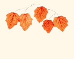 Autumn poplar leaves on beige background. Natural fallen autumn leaves as minimal card, frame. Orange yellow color foliage, autumnal monochrome still life. Season fall leaf in row, copyspace photo