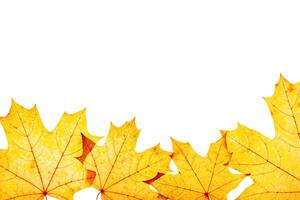 Frame from autumn maple red yellow leaves with natural texture isolated on white background. Natural fallen autumn leaf as decorative element, cutout object. Beautiful seasonal fall leaves photo