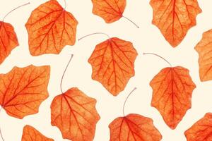Autumn poplar leaves on beige background. Minimal monochrome pattern with fallen autumn leaves, orange yellow colored textured foliage, autumnal herbarium. Nature flat lay with fall leaf photo