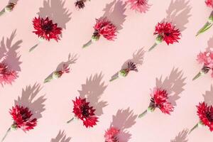 Minimal trend pattern of autumn cornflower flowers. Red pink flowers of cornflower, summer garden plants. Floral flat lay of blossoms with shadows at sunlight on paper background. Top view photo